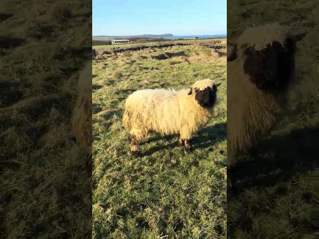 My sheep escaped, one showed me where they were! #sheep #sheepgame #nc500