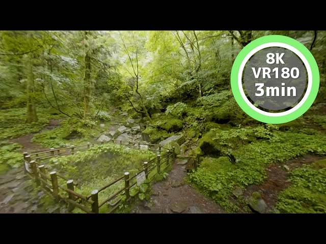 3 Min Meditation Take shelter from the rain in a natural park VR180 8K Binaural ASMR