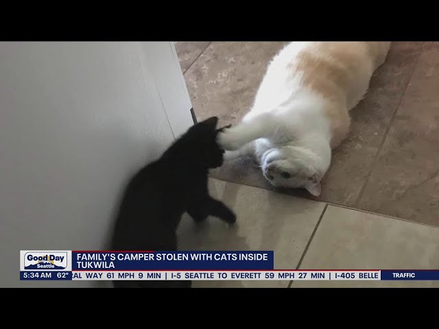 Family's camper stolen with cats inside | FOX 13 Seattle