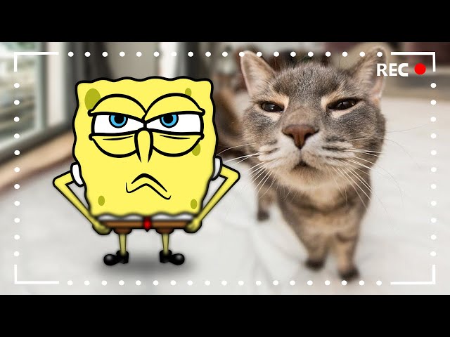 Let's Take a Selfie Together - Funniest Dogs and Cats Videos | Funny Animal Videos 2023