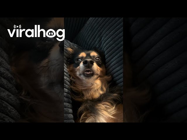 Daschund Naps With Eyes Open || ViralHog