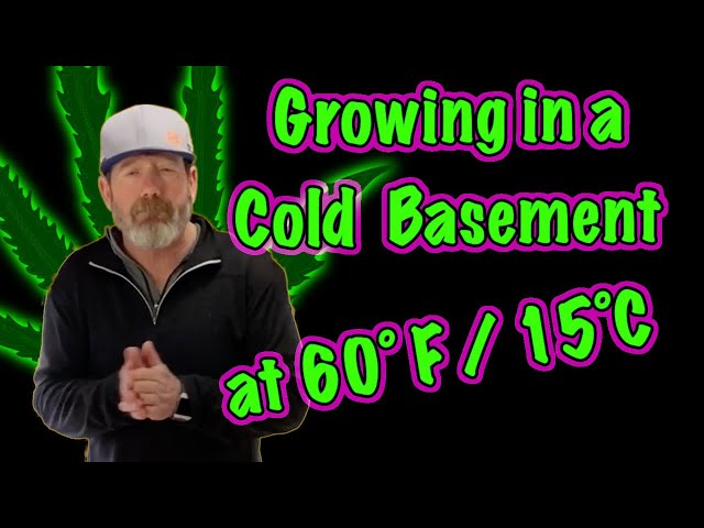 Week 11 Update - OG Kush & Bruce Banners - AND How We Grow Cannabis in Low Temperatures (eh)