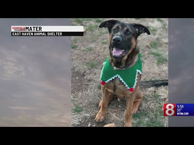 Pet of the Week: Mater