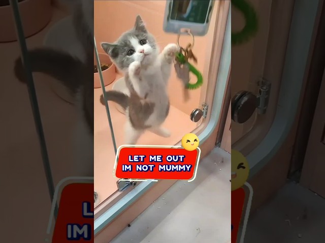 🐾😂 This Kitten Wants Out! Watch the Adorable Protest #CuteCats