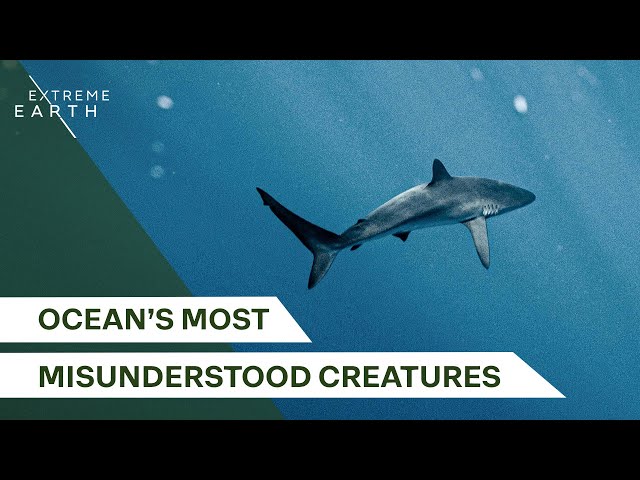 The Hidden Lives of Ocean Predators | The Secret World of Sharks and Rays