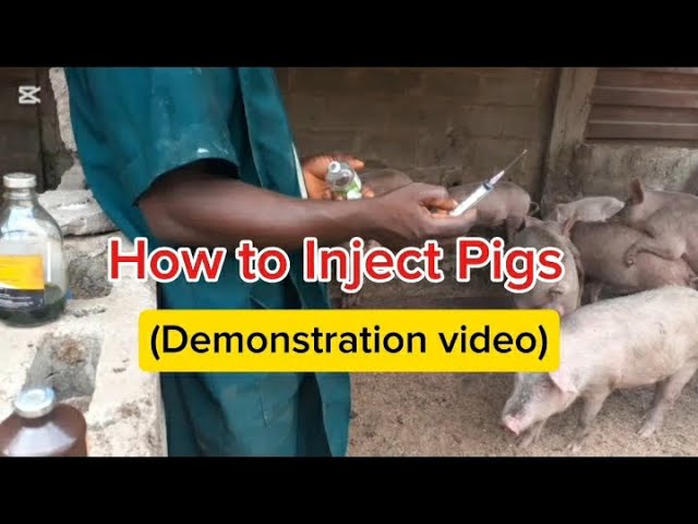 How To Inject Pigs YOURSELF (Demonstration Video)