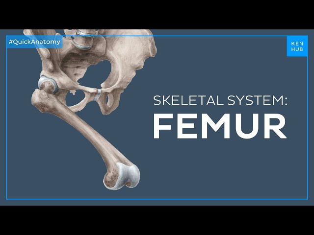 Body of the femur - Quick Anatomy | Kenhub