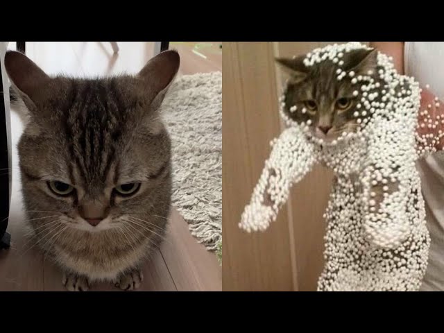 Try Not To Laugh 🤣 New Funny Cats  And Dog Video 😹 - MeowFunny Part 15