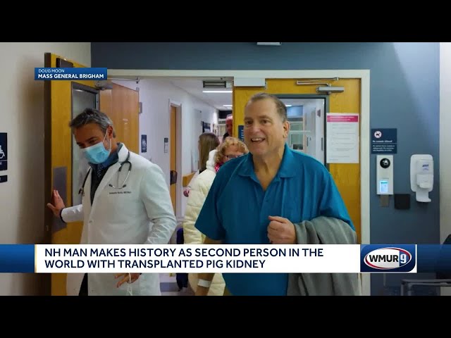 NH man makes history as 2nd person in world with transplanted pig kidney