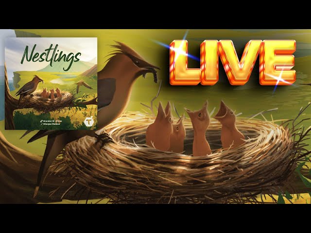 Nestlings Board Game Live Solo Playthrough