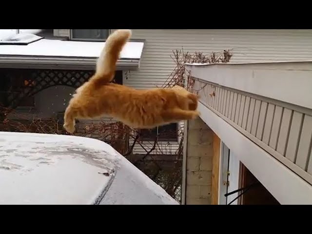 Funny Cats Jump Fail Compilation