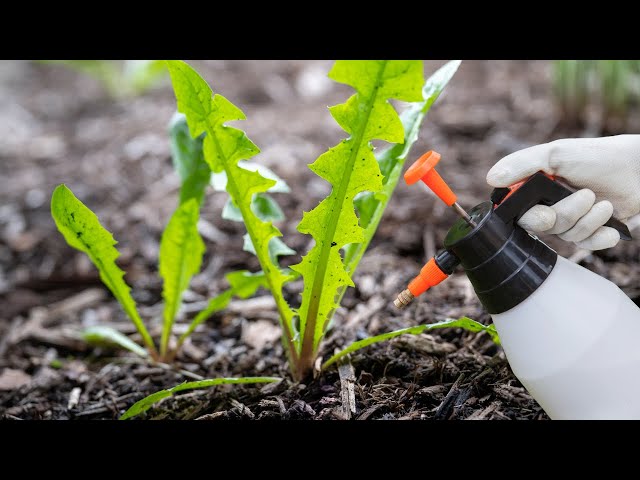 Weeds dry in 1 minute! The strongest organic herbicide