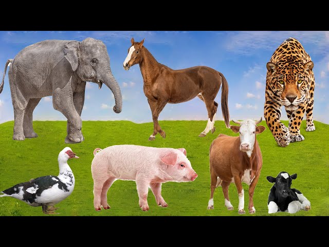 The Funniest Animal Sounds: Elephant, Pig, Leopard, Cow, Goose, Horse,... | Animal Moments