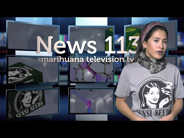 Europa camina hacia la regulación de la MARIHUANA #LeyCannabisYa BREEDERS semillas legales  News 113