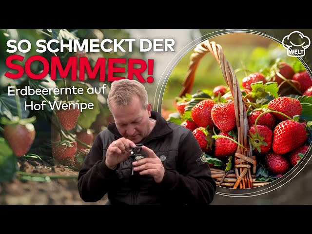 FRUCHTIGER SOMMER! Ab auf die Erdbeerfelder! Anbau ohne Pestizide! Markus Wempes Erfolgsgeheimnis