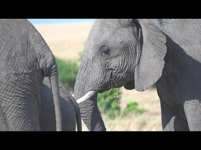 Elephants feeding in the Masai Mara 08-2021 4K HDR