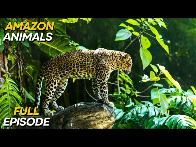 Animals of the Amazon Rainforest | Breathtaking Wildlife of the Jungle | Full Animal Documentary