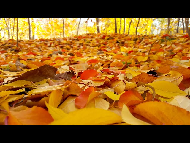 Autumn leaves - Cinematic short film - Nature B-roll