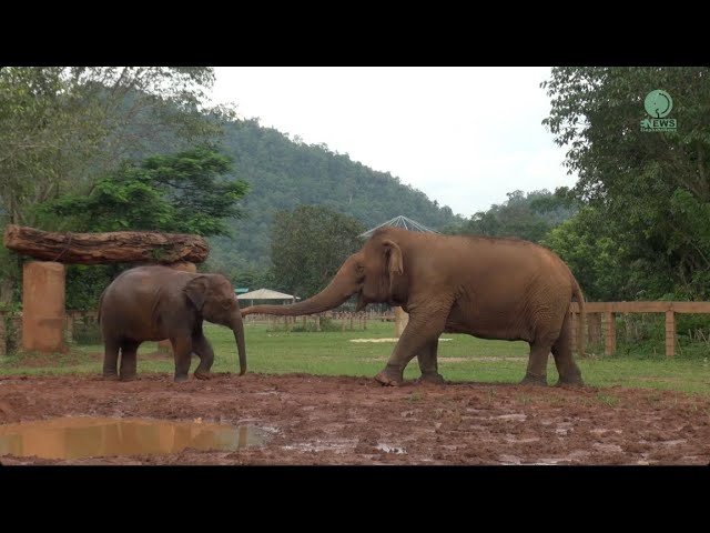 Lek Lek And Jokia: The Elephant Love Story - ElephantNews