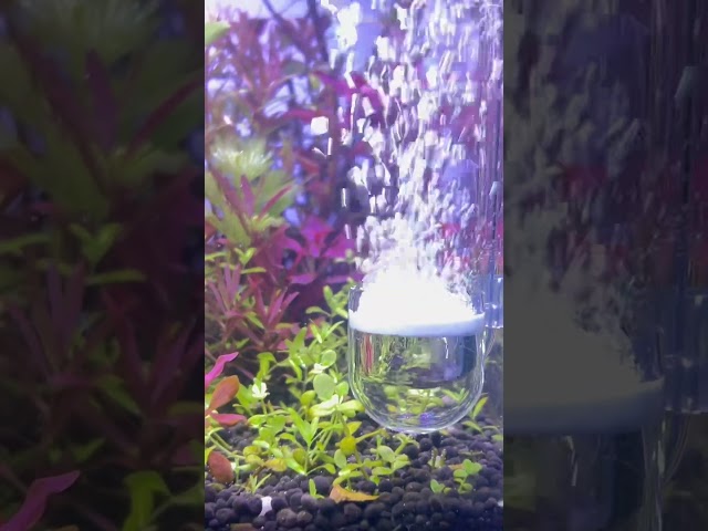 Aquascaping