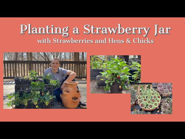 Growing STRAWBERRY Plants for Tons of Fruit - Strawberry Jar