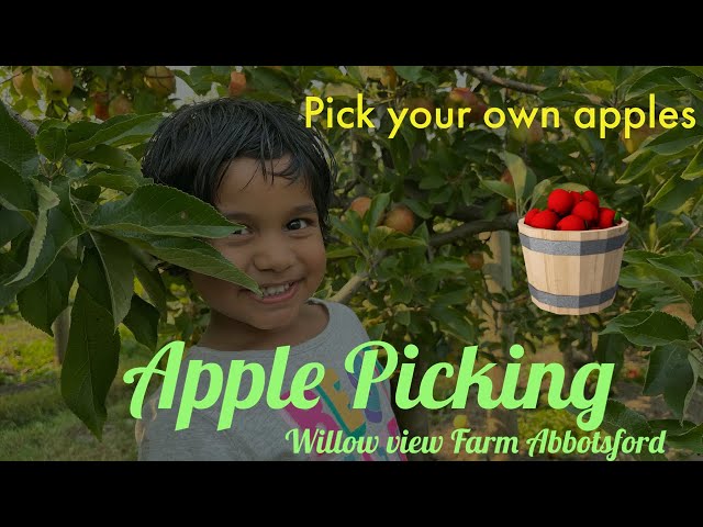 APPLE PICKING in CANADA at Willow View Farm Abbotsford BC| Canada Tamil Vlog #applepicking #apple