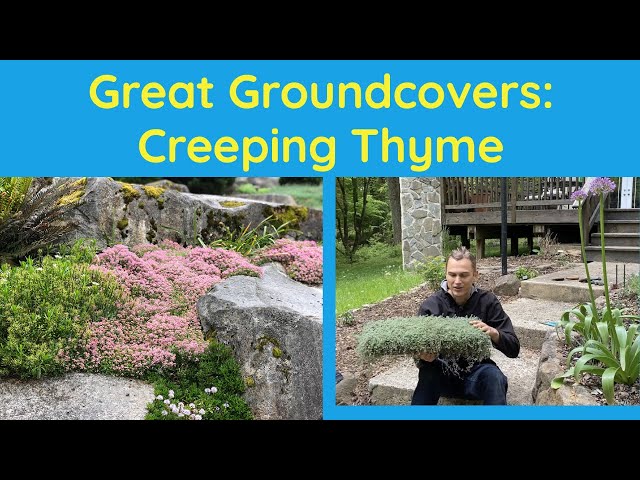 Great Groundcovers: Creeping Thyme (Thymus serpyllum)