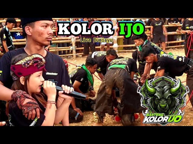 Kekey Si Pawang Cilik Bikin Banteng Kalapan Semburat ‼️ Bantengan KOLOR IJO Live Bumiayu Jl Jengkol