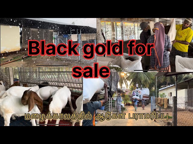 மழைக்காலத்தில் ஆடுகள் பராமரிப்பு|uses of raised platform|Black gold for sales..😳😳😳