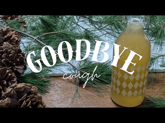 Pine Needle Cough Syrup | Herbal Medicine DIY