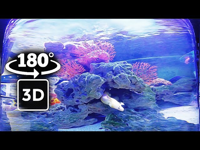 THE WONDERFUL WORLD OF OCEAN | INSIDE A AQUARIUM