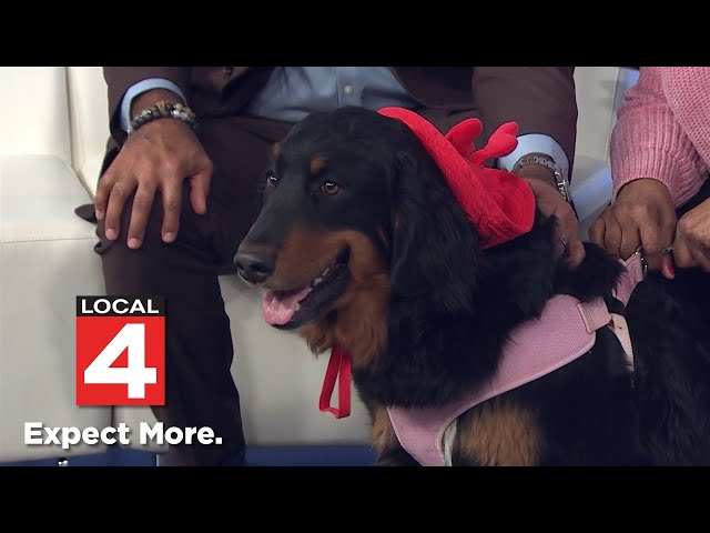 Pet of the Week: Meet Lady