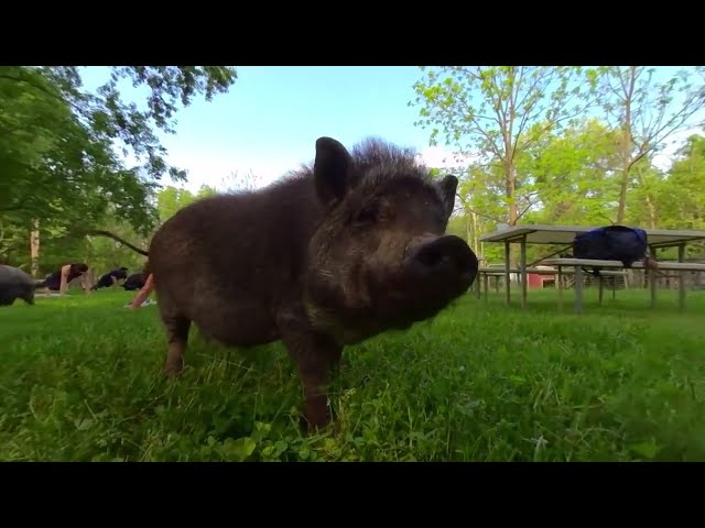 Yoga with Pigs at Whispering Rise Sanctuary 2022 3D 180 VR