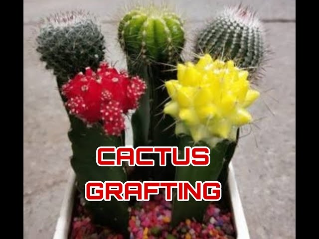 CACTUS  GRAFTING