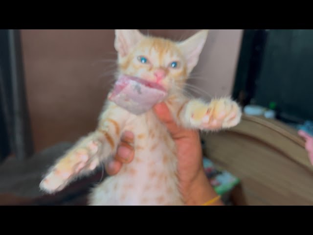 Cat Ne Kardi Shikar 🫢😨 | Cat Videos