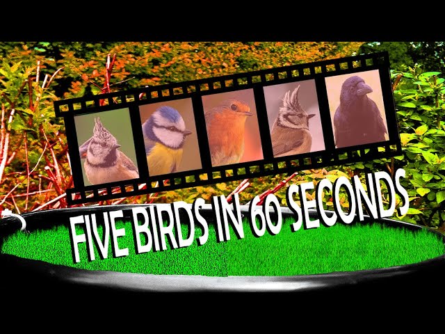 Can you spot all 5 birds in 60 seconds?🔎⏱️🐦