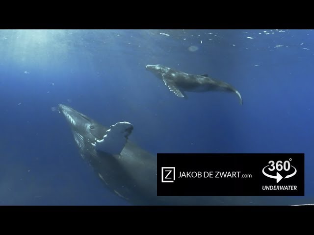 360 video underwater in 4k - Snorkel with a Giant Humpback Whale Mother and Calf