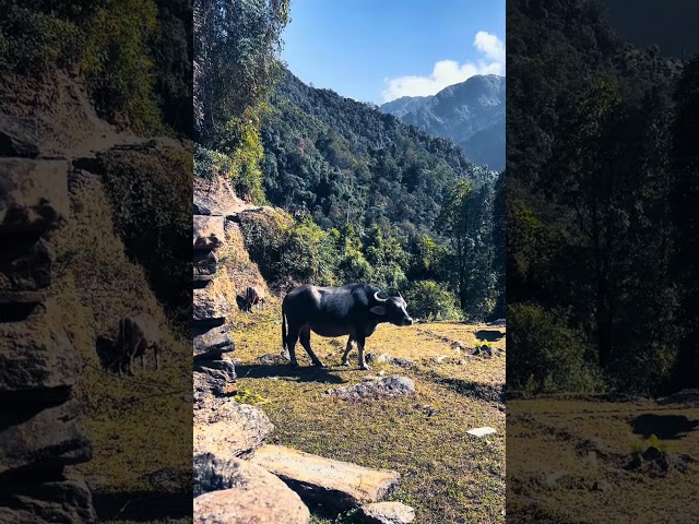 Birds of heaven 🌸🔊🦜 #travel #nepalhikingadventure #hikinginnepal #nature