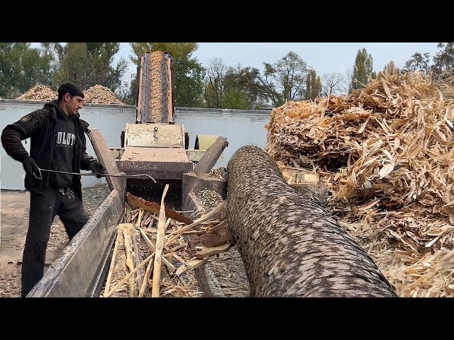 Will the Machine Win? LIVE Log Crusher Showdown!