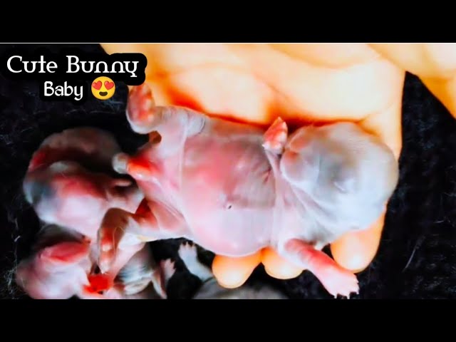 Baby Bunny Video / Baby rabbit video / pet & animals video  @crazyvlog-lt8cy