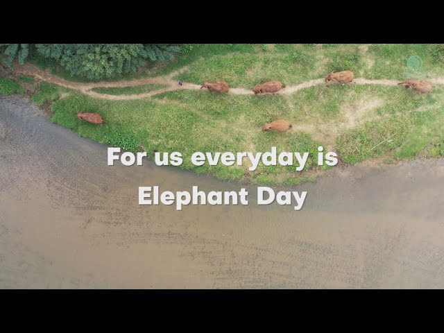 Every Day Is Elephant Day - Elephantnews