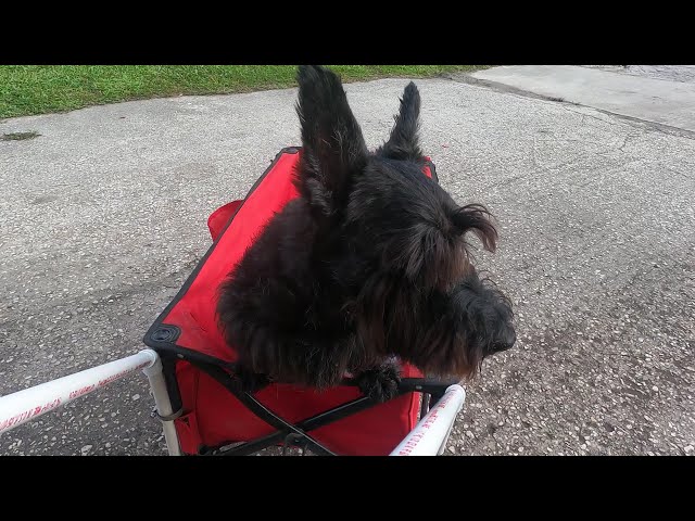 Wagon Adventures: Two Black Scotties and Their Rescue Friend