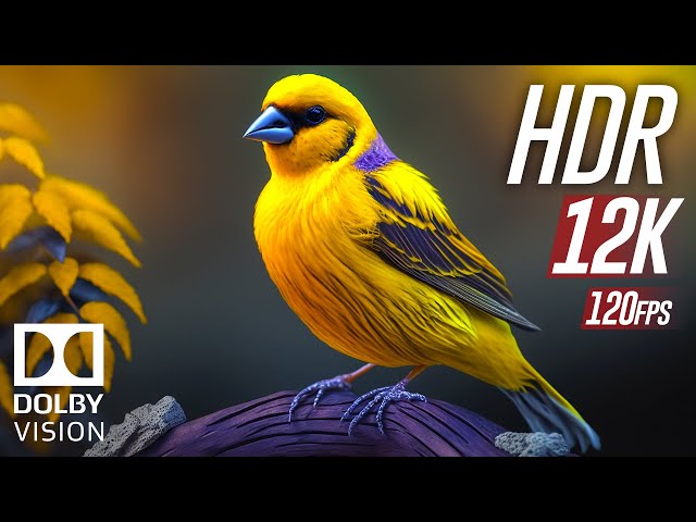 Wild Animals 12K HDR 120fps Dolby Vision (Colorfully Dynamic) with Animal Sounds