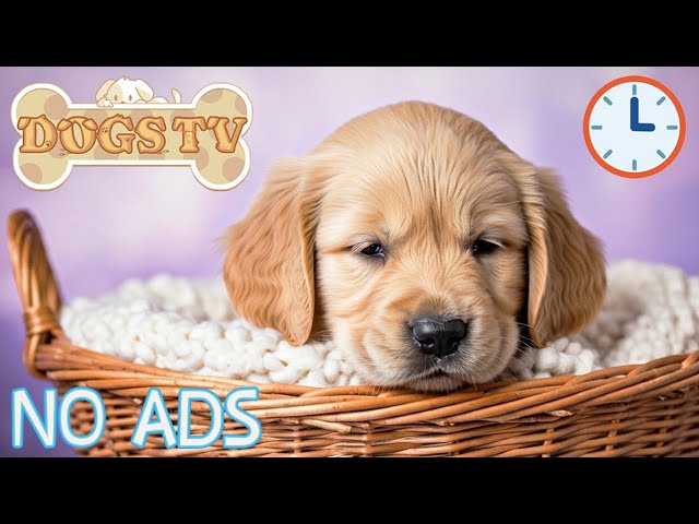 🔴 MUSIC FOR DOGS : Relaxing Sleep Music for Dogs🐶🎵Separation anxiety relief💖Dog Calming Music 24