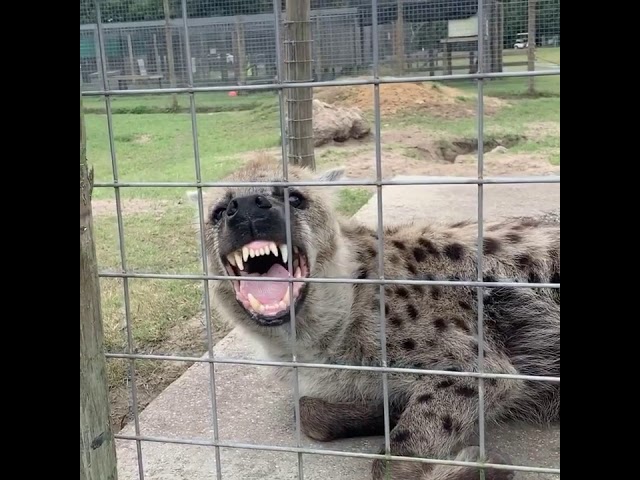 Scarlet the hyena makes a weird noise