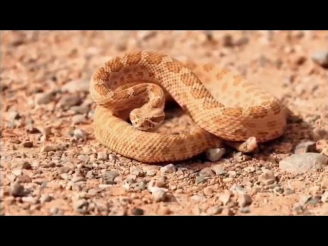 Death Valley - Hottest Place on Earth