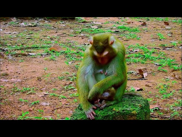 monkey funny video, bibi is very hospitable, cute baby monkey, monkey funny video