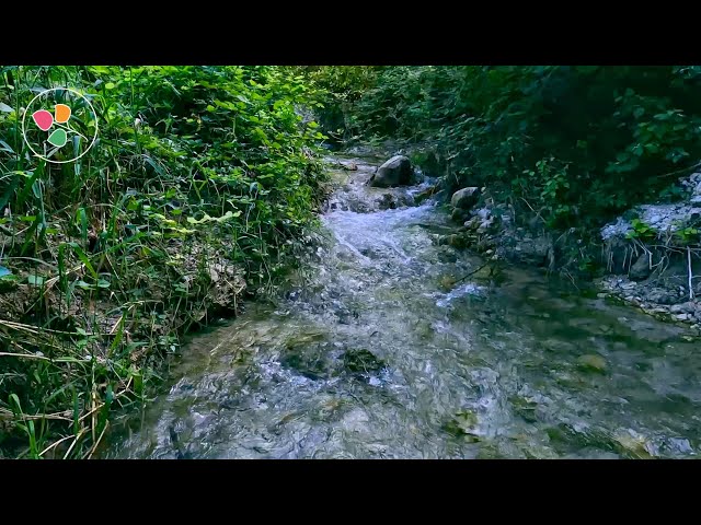 A River's Lullaby | 4K Gentle Stream in the Greenery