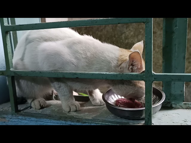 new Cat  my house New cat eating fish!