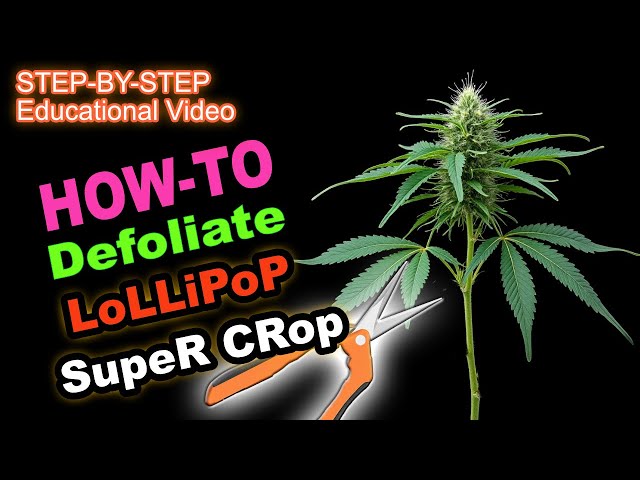 How to Defoliate Cannabis:   Lollipop, SuperCrop, & "Kushman Chiropractic"